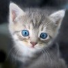 Kedi Gözleri