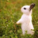 Ben Sevimli Bir Tavşanım :)