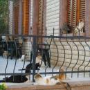 Balkonumuzdaki Kediler