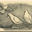 Beyaz Güvercin