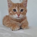 Kedilerin Mırmırı