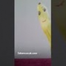Muz Rabbimizi Anlatıyor