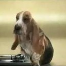 Köpekten DJ olur mu? İzleyin :)