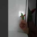 Kuşlar Bize Rabbimizi Nasıl İspat Eder ?