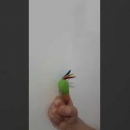 Süeda ile Papağan Şakir ve Oruç Gözlüğü