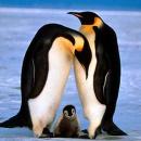 Paytak Penguenler