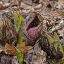 Ormanın Sıra Dışı Süper Kahramanı